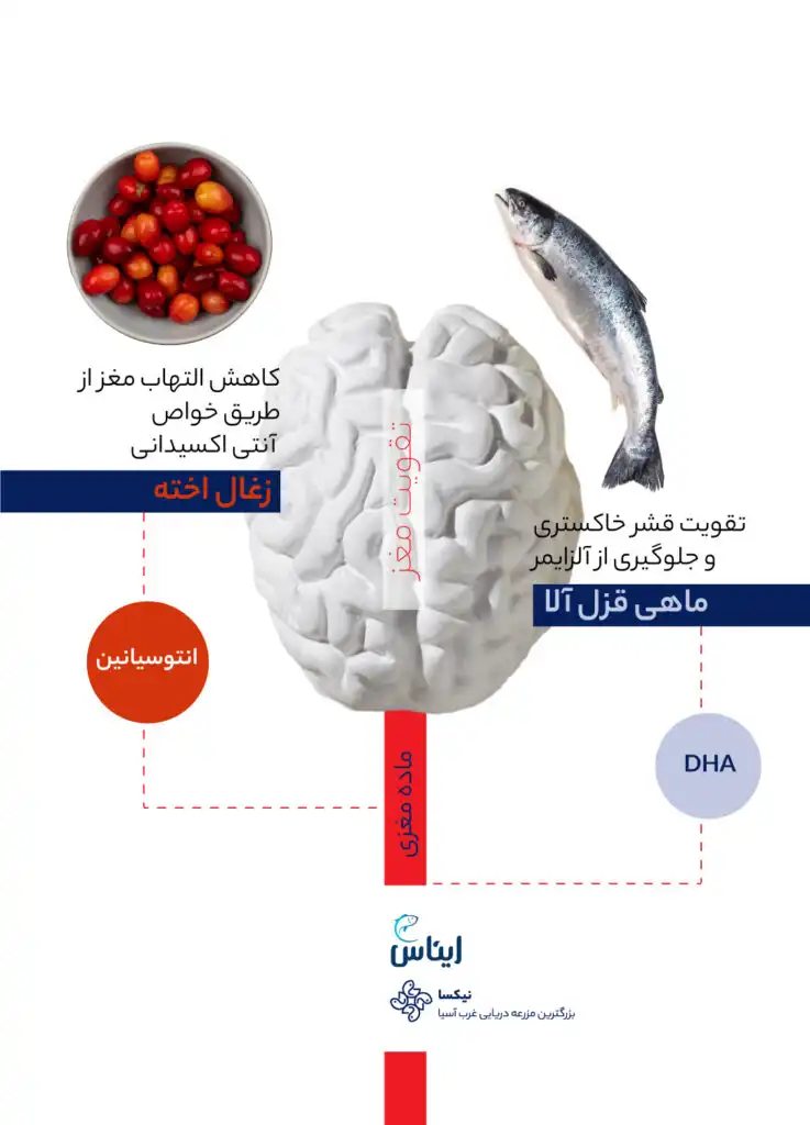مقایسه ماهی قزلآلا و زغال اخته در تقویت مغز