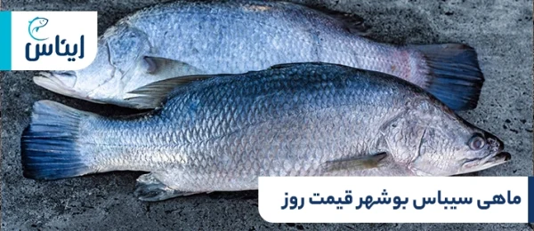 ماهی سیبس بوشهر قیمت + راهنمای خرید