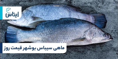 ماهی سیبس بوشهر قیمت بازار