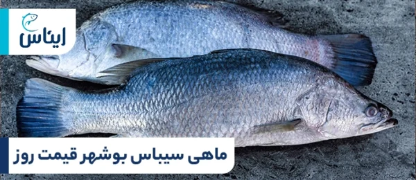 ماهی سیبس بوشهر قیمت بازار
