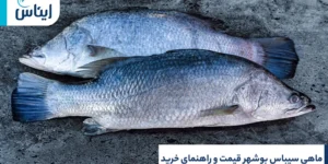 ماهی سیباس بوشهر قیمت و راهتمای خرید