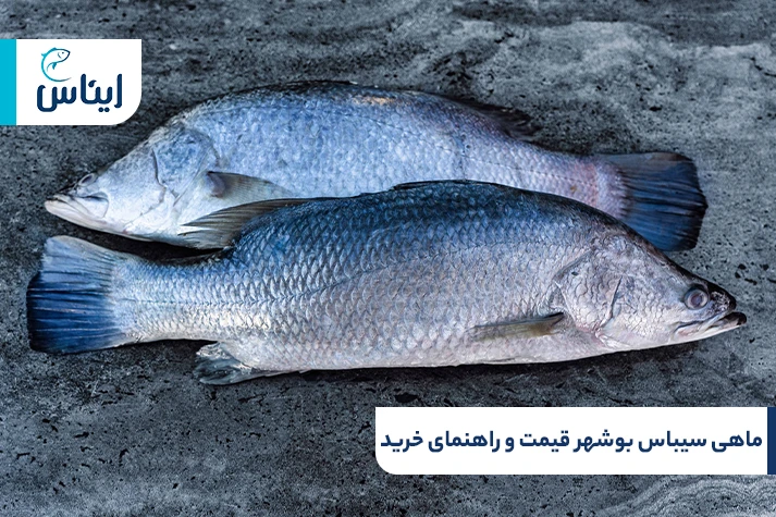 ماهی سیباس بوشهر قیمت و راهتمای خرید