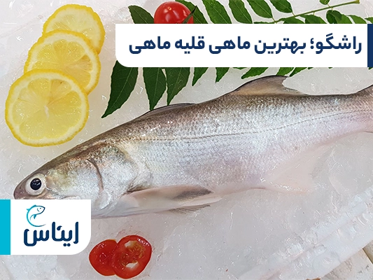 ماهی راشگو؛ بهترین ماهی مخصوص قلیه 