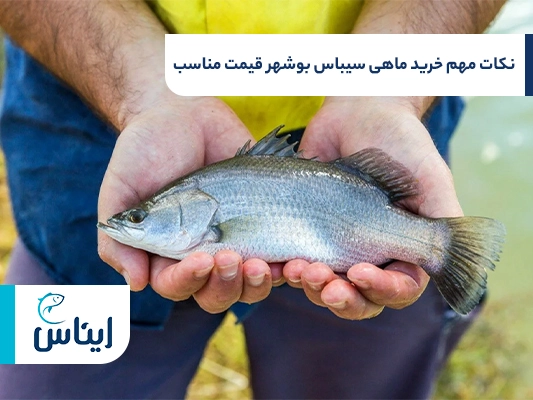 نکات مهم در خرید ماهی سیباس بوشهر قیمت مناسب