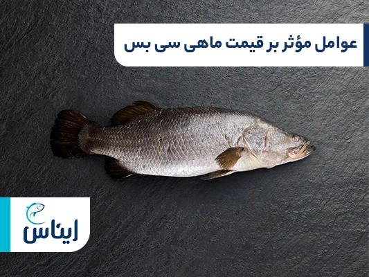 عوامل مؤثر بر قیمت ماهی سی بس