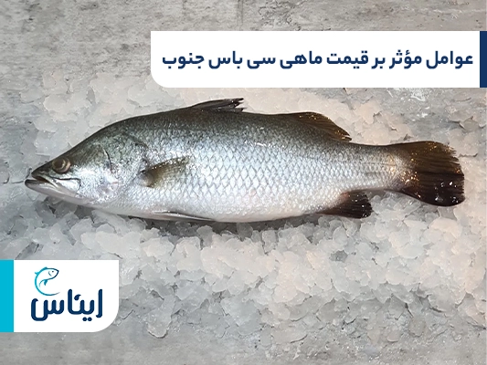 عوامل مؤثر بر قیمت ماهی سی باس جنوب