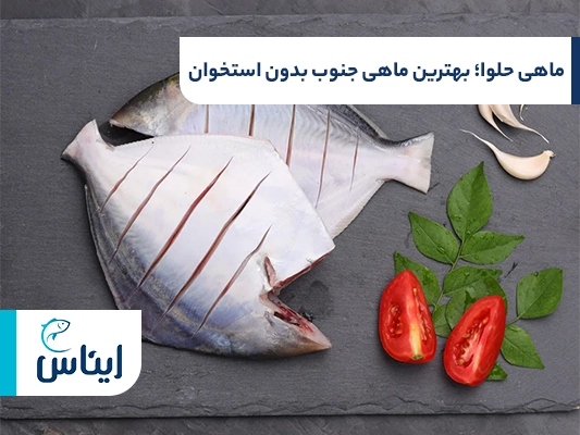 ماهی حلوا؛ بهترین ماهی بدون استخوان