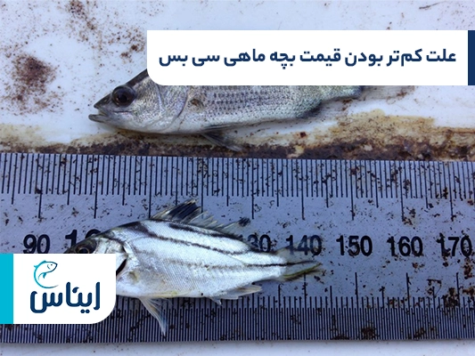 دلایل کم‌تر بودن قیمت بچه ماهی سی بس