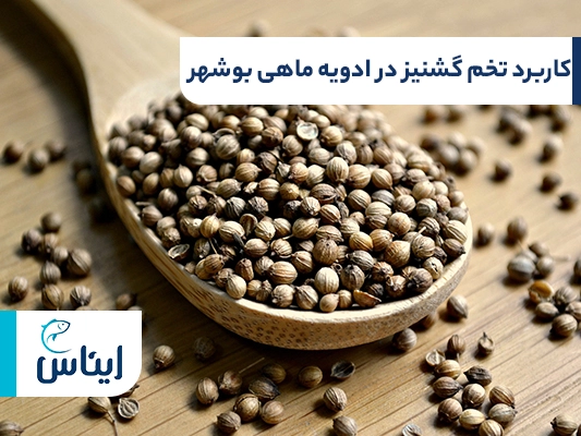 پودر تخم گشنیز، از مهمترین ترکیبات ادویه قلیه ماهی بوشهری