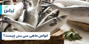 خواص ماهی سی باس برای تندرستی