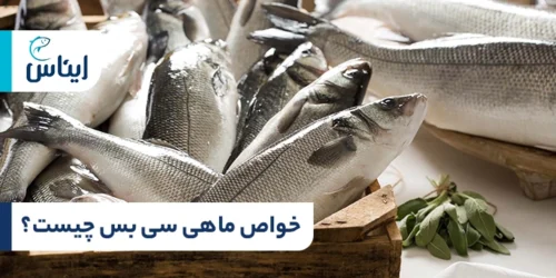 خواص ماهی سی باس برای تندرستی