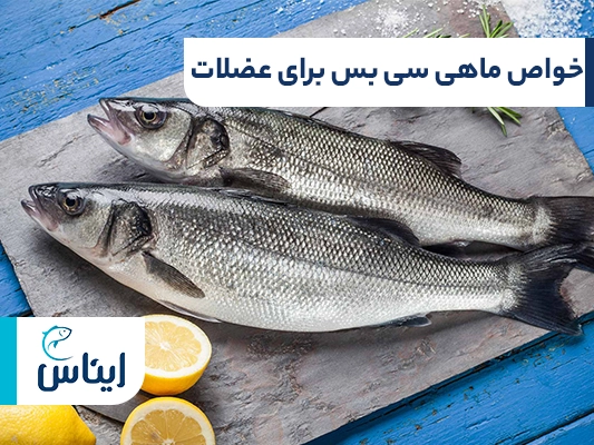 خواص ماهی سی باس برای عضلات