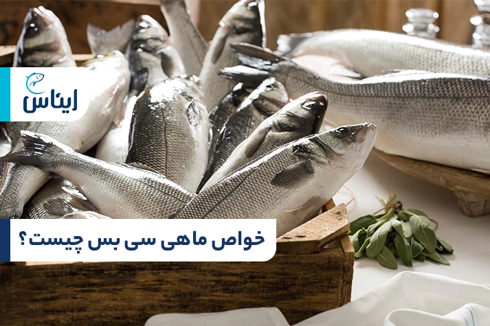 خواص ماهی سی باس برای تندرستی
