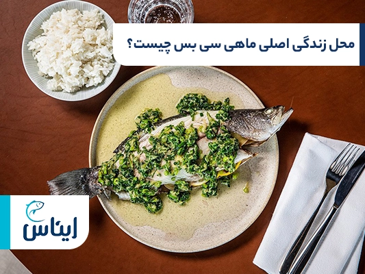 محل زندگی ماهی سیباس چیست