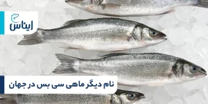 نام دیگر ماهی سی باس چیست؟