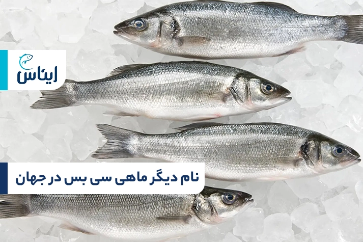 نام دیگر ماهی سی باس چیست؟