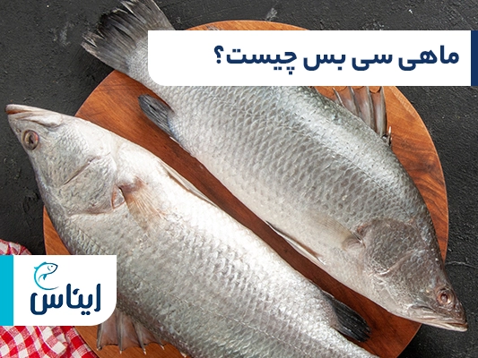 ماهی سیباس چیست؟