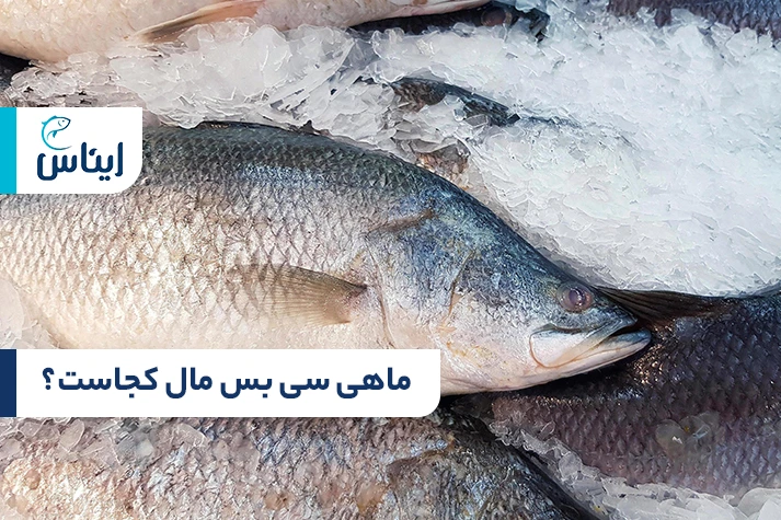 ماهی سی بس مال کجاست؟