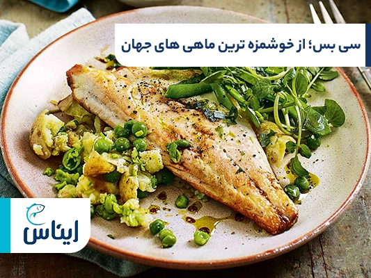 ماهی سی بس؛ خوشمزه ترین ماهی دنیا برای کباب کردن