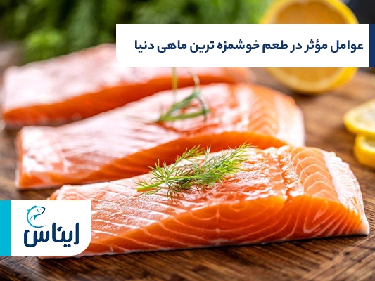 عوامل تأثیرگذار در طعم خوشمزه ترین ماهی های دنیا